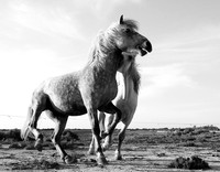 Camargue