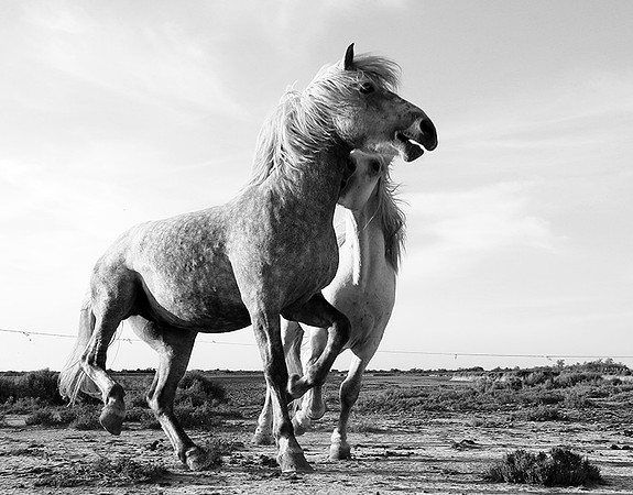 Camargue