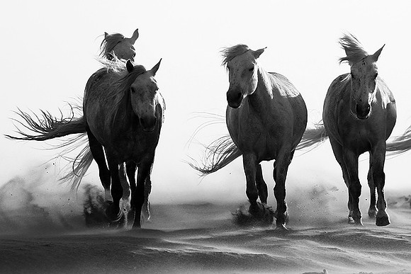 Horses in sand dunes - Camargue