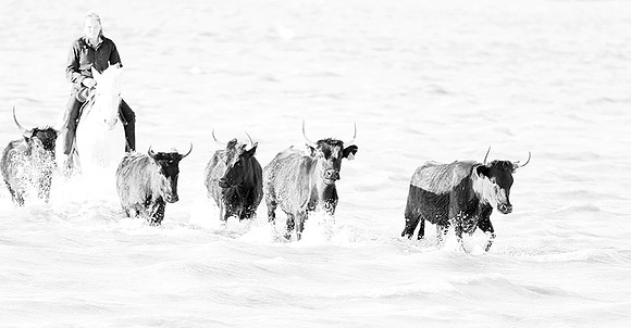 Black bulls - Camargue