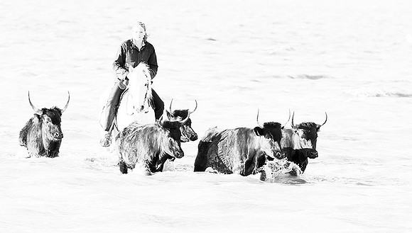 Black bulls - Camargue
