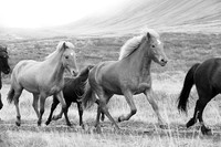 Icelandic horses - Hjaltadalur Valley