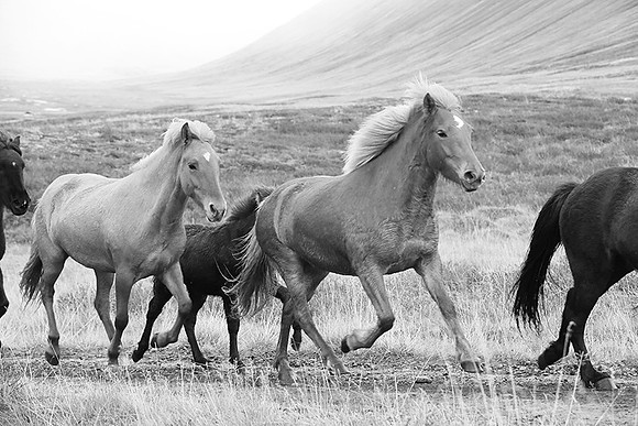 Icelandic horses - Hjaltadalur Valley