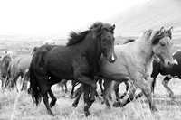 Icelandic horses - Hjaltadalur Valley