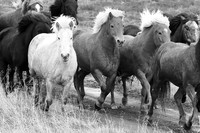 Icelandic horses - Hjaltadalur Valley