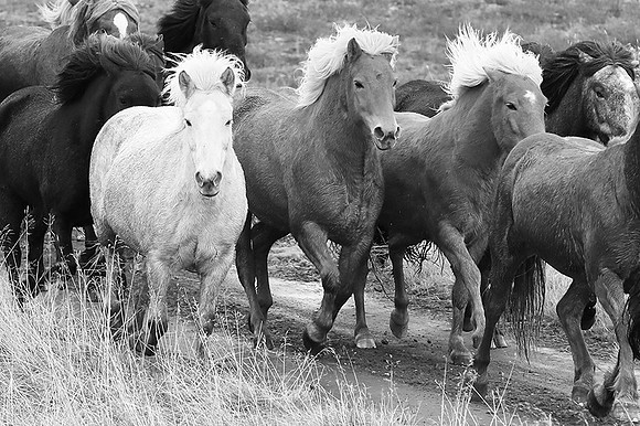 Icelandic horses - Hjaltadalur Valley