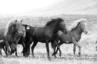 Icelandic horses - Hjaltadalur Valley