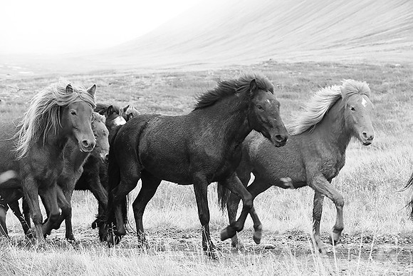 Icelandic horses - Hjaltadalur Valley