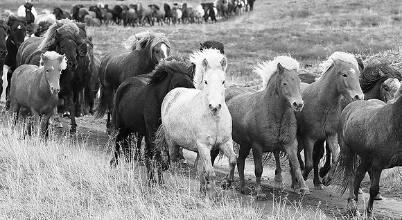 Icelandic horses - Hjaltadalur Valley