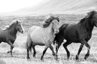 Icelandic horses - Hjaltadalur Valley