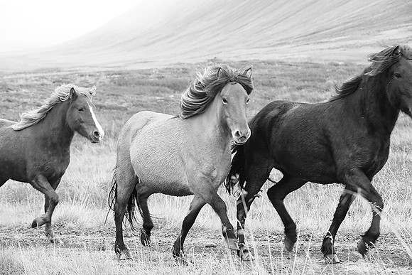 Icelandic horses - Hjaltadalur Valley