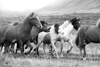 Icelandic horses - Hjaltadalur Valley