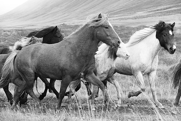 Icelandic horses - Hjaltadalur Valley