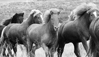 Icelandic horses - Hjaltadalur Valley
