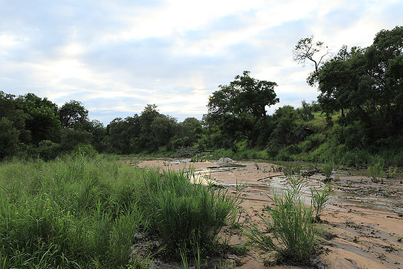 Mala Mala game reserve