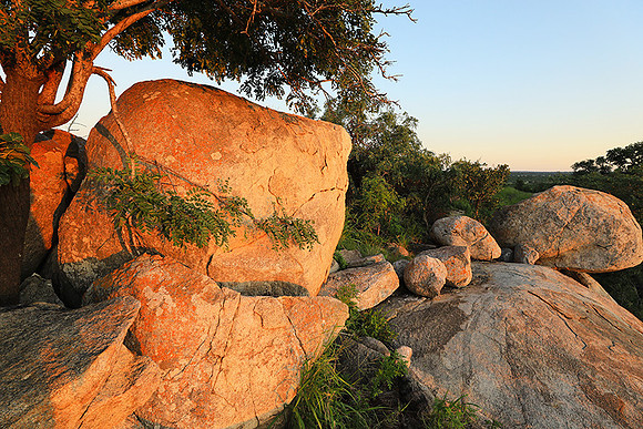 Mala Mala game reserve