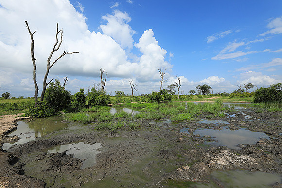 Londolozi Game Reserve