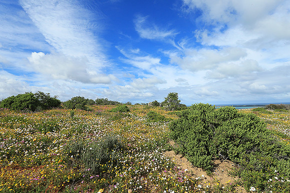 Landscape West Coast NP
