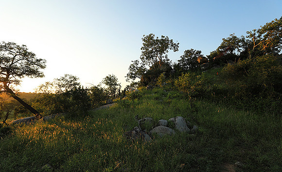Mala Mala game reserve