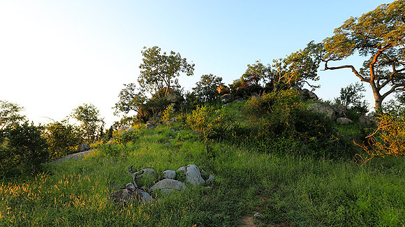 Mala Mala game reserve