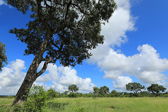 Londolozi game reserve