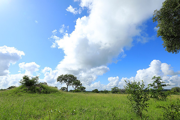 Londolozi game reserve