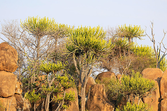 Kruger NP