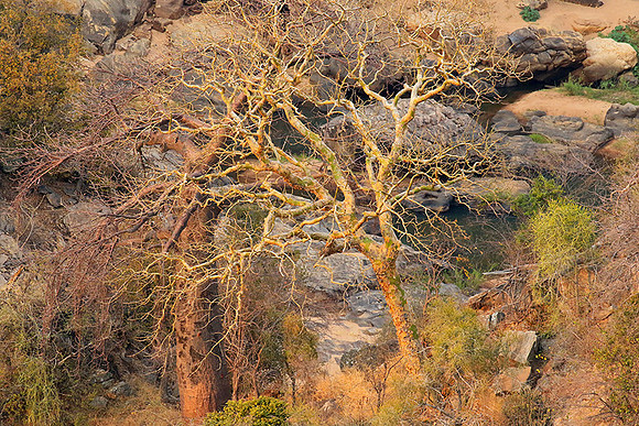 Lanner gorge - Northern Kruger NP