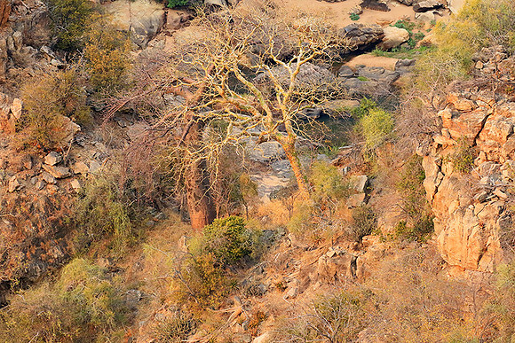 Lanner gorge - Northern Kruger NP
