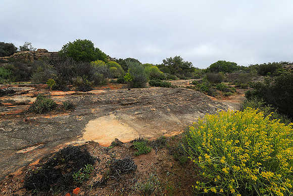 Landscape west coast
