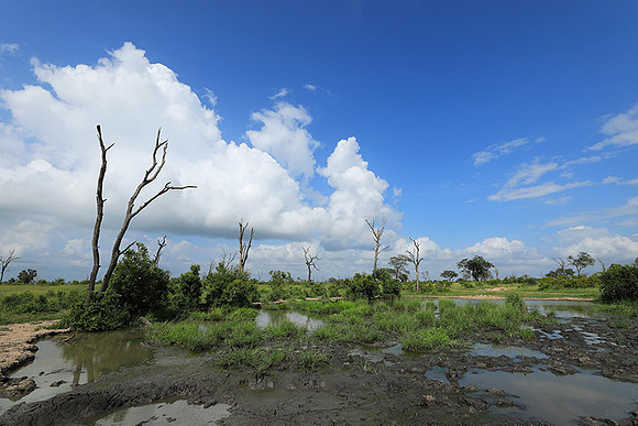 Londolozi Game Reserve