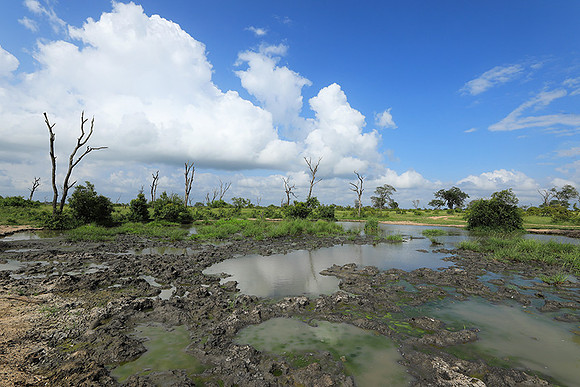 Londolozi Game Reserve