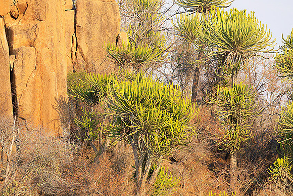 Kruger NP