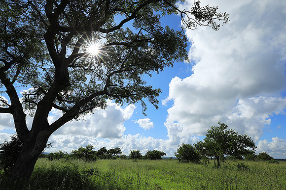 Londolozi game reserve