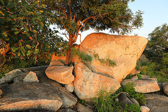 Mala Mala game reserve