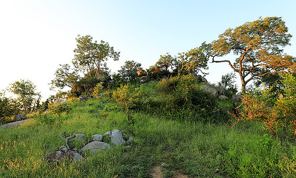 Mala Mala game reserve