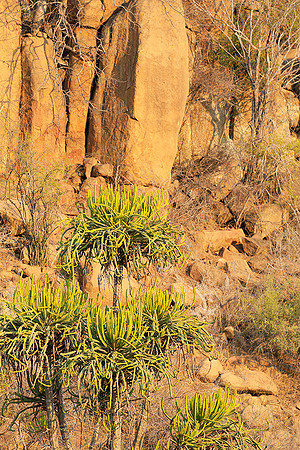 Kruger NP