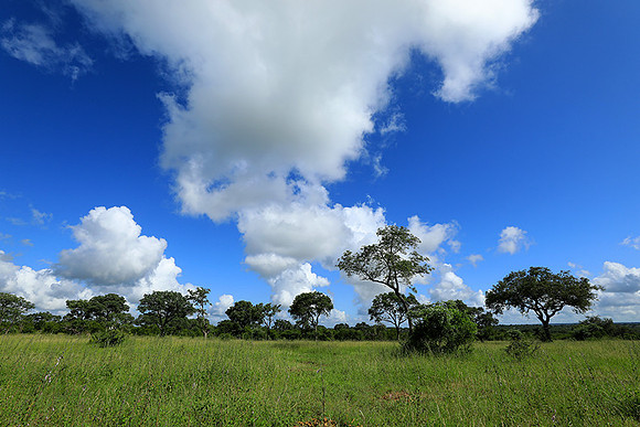 Londolozi game reserve