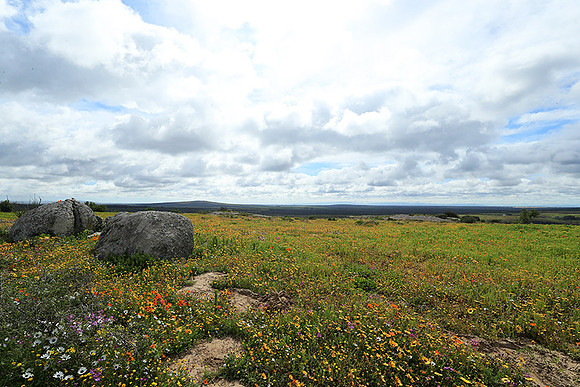 Landscape West Coast NP