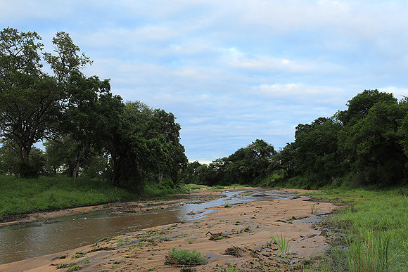 Mala Mala game reserve