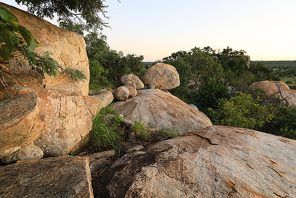 Mala Mala game reserve