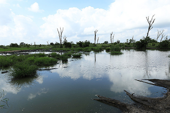 Londolozi Game Reserve