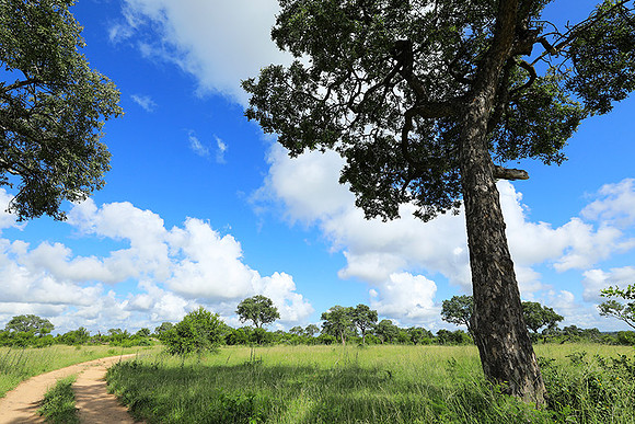 Londolozi game reserve