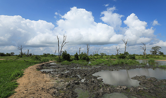 Londolozi Game Reserve