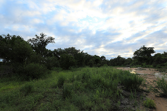 Mala Mala game reserve