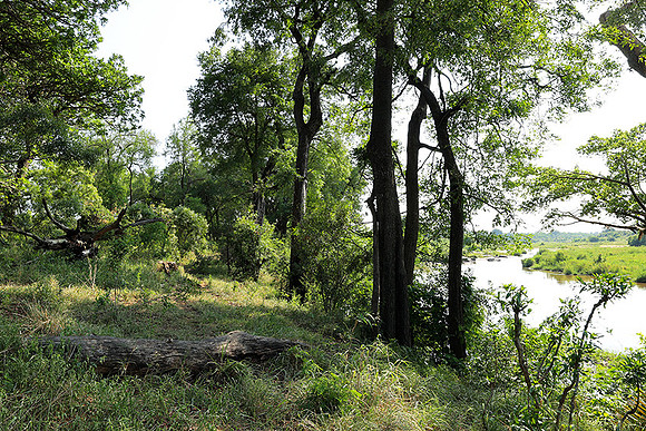 Lion Sands