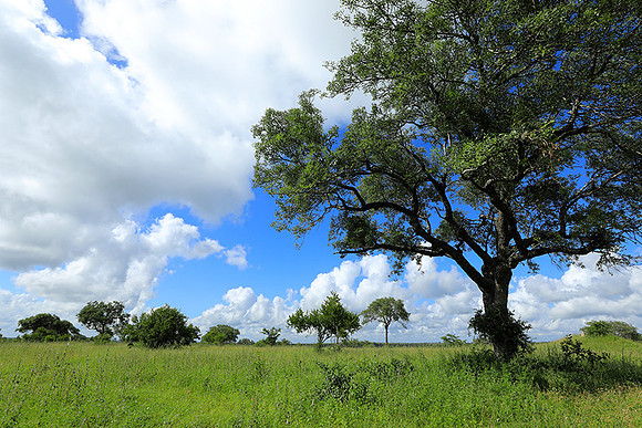 Londolozi game reserve