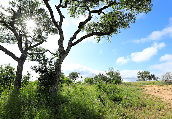 Londolozi Game Reserve