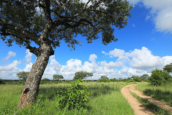 Londolozi game reserve
