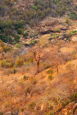 Lanner gorge - Northern Kruger NP